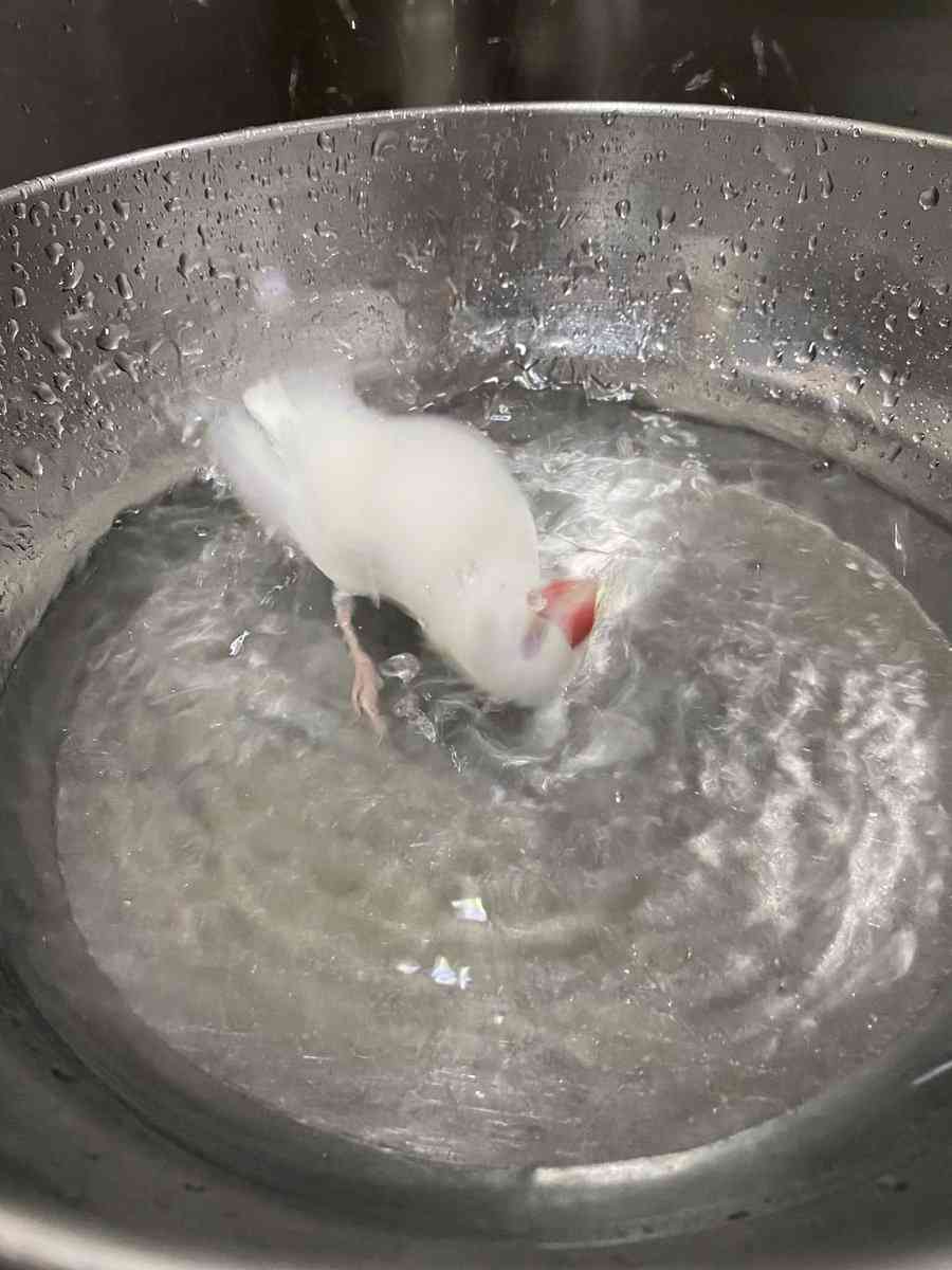 荒ぶる○○○画像を貼るトピ