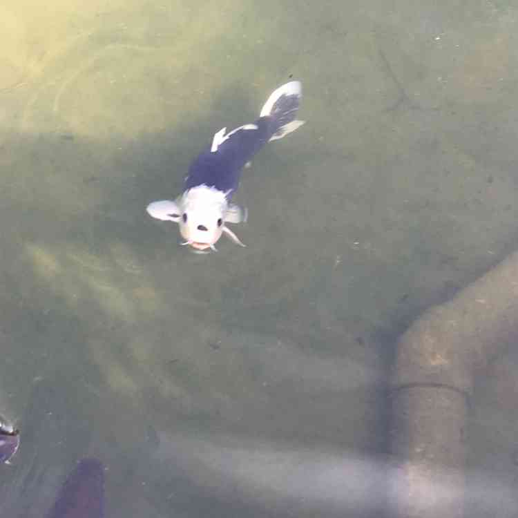 一瞬我が目を疑うような画像を貼るトピ