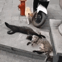 見たことあったらプラスを押すトピ