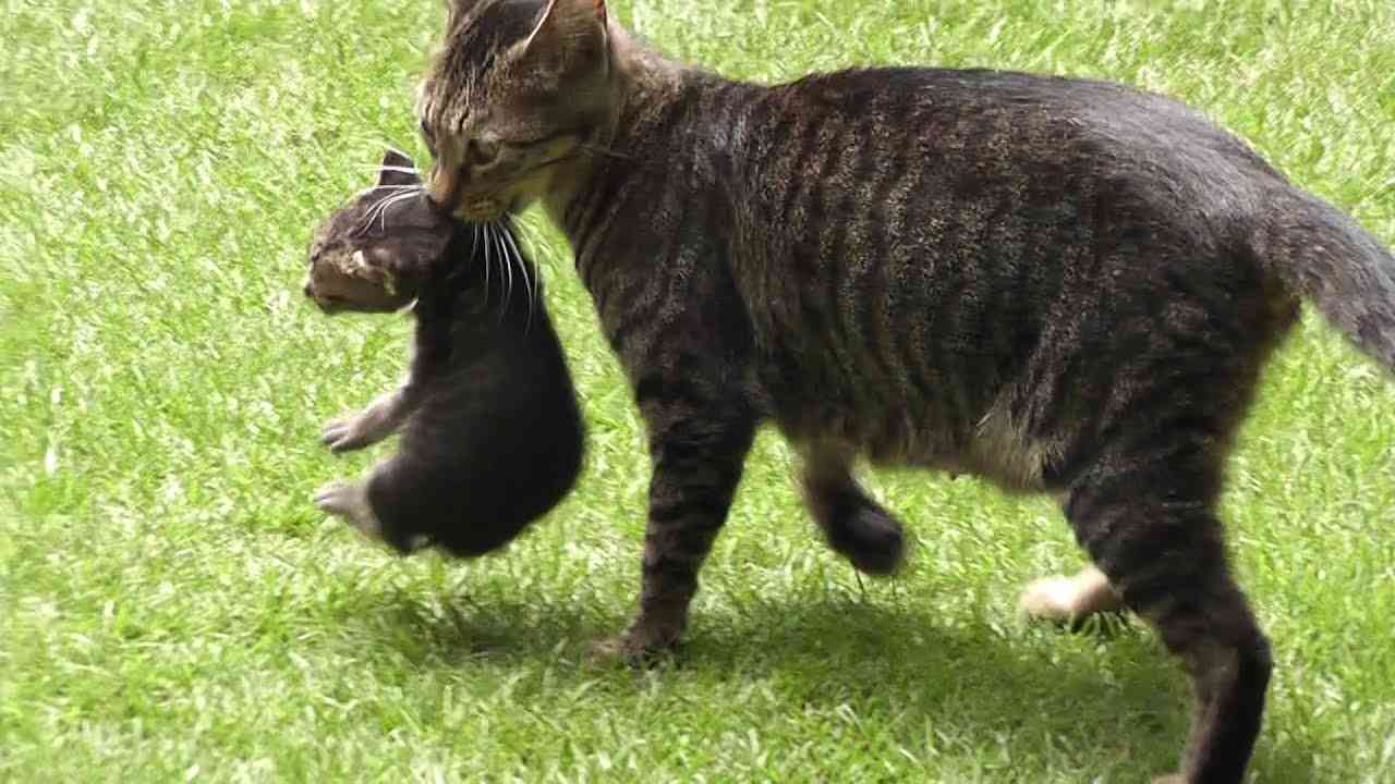 見たことあったらプラスを押すトピ
