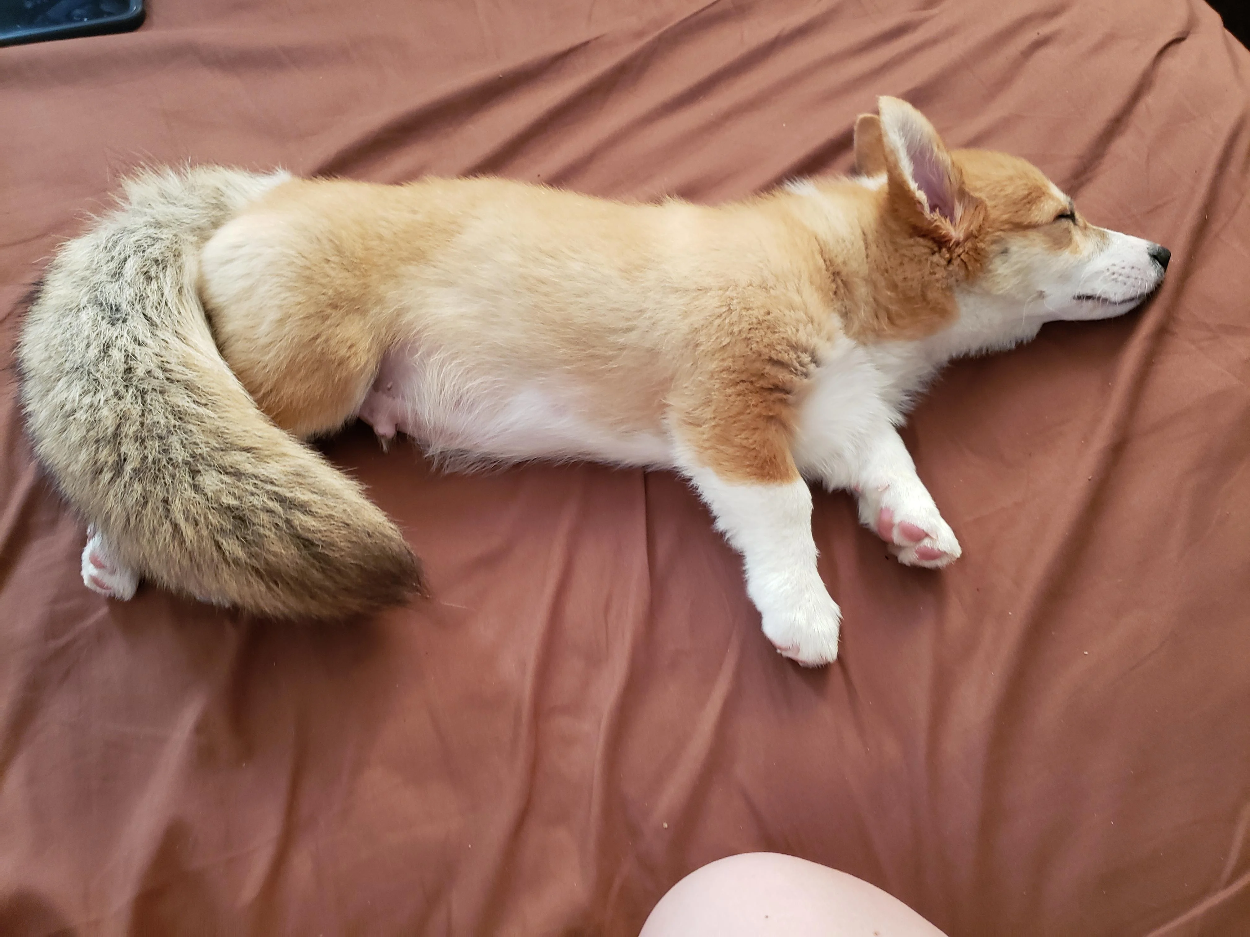 コーギーを愛でるトピ