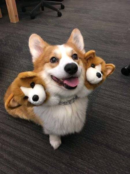 コーギーを愛でるトピ