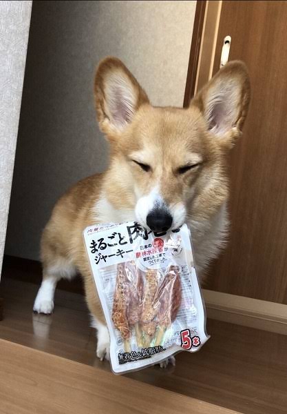 コーギーを愛でるトピ