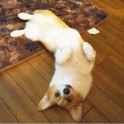 コーギーを愛でるトピ
