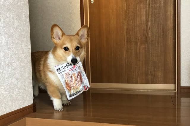 コーギーを愛でるトピ