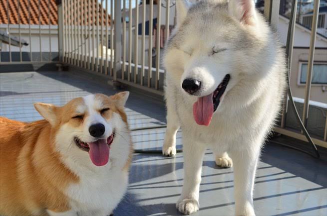 コーギーを愛でるトピ