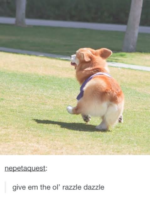 コーギーを愛でるトピ