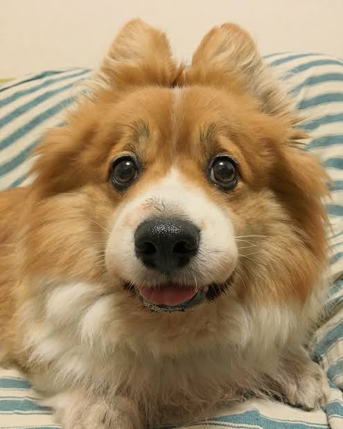 コーギーを愛でるトピ