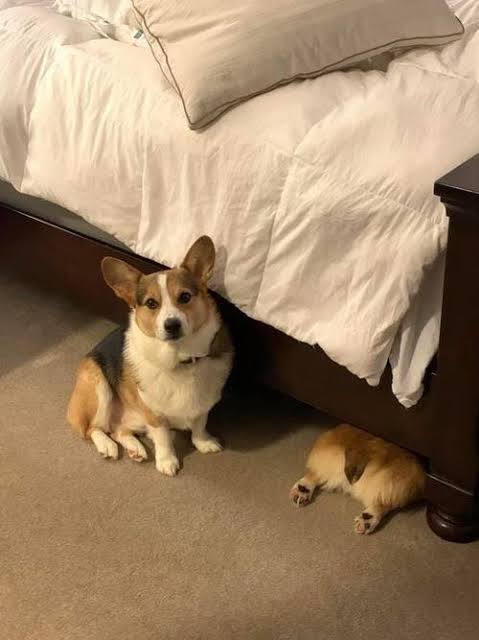 コーギーを愛でるトピ