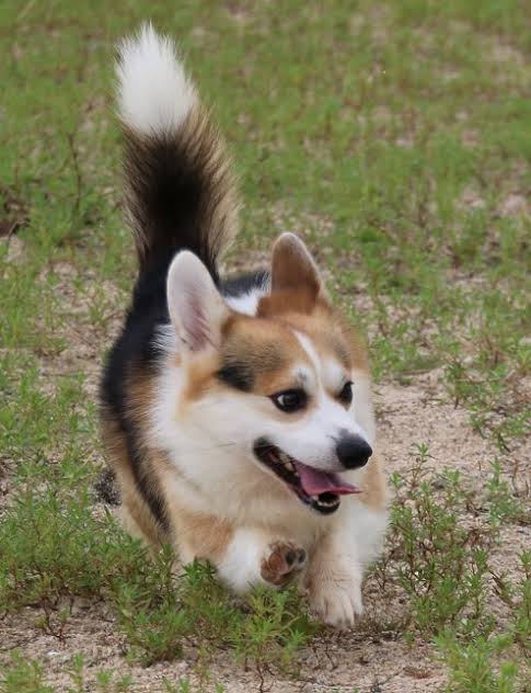 コーギーを愛でるトピ
