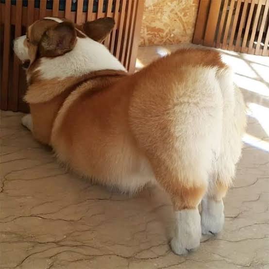 コーギーを愛でるトピ