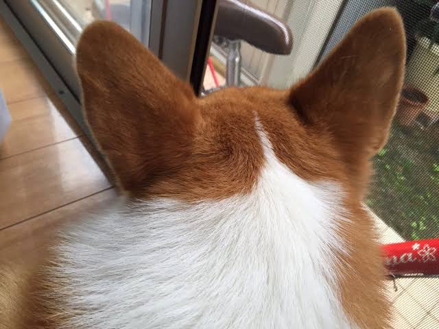 コーギーを愛でるトピ