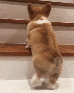 コーギーを愛でるトピ