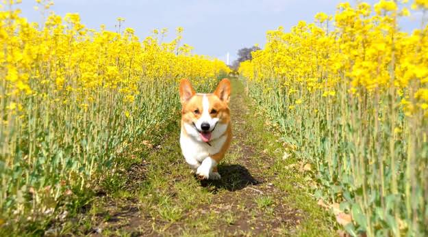 コーギーを愛でるトピ