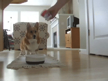 コーギーを愛でるトピ