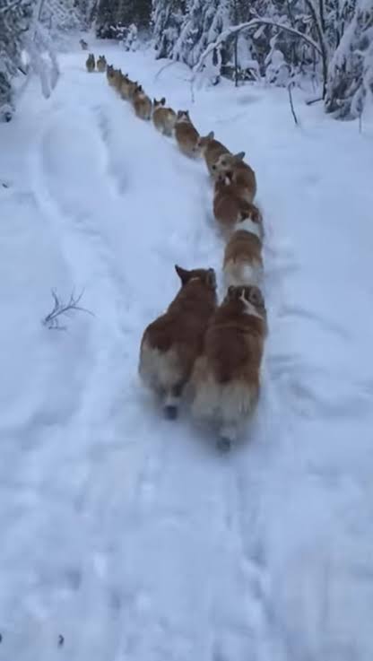 コーギーを愛でるトピ