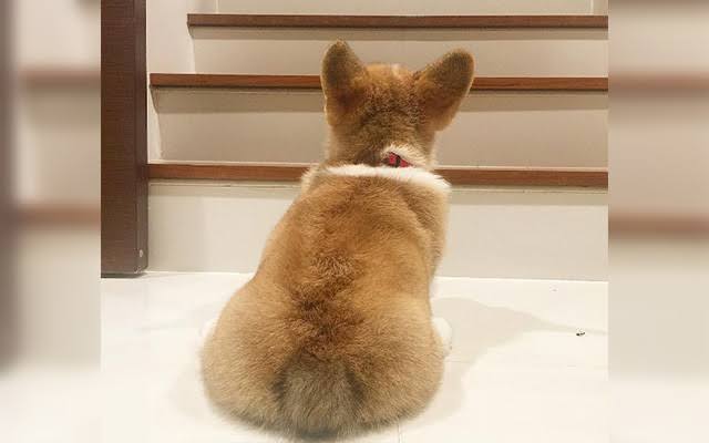 コーギーを愛でるトピ