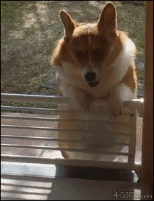 コーギーを愛でるトピ