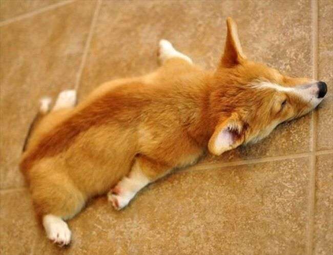 コーギーを愛でるトピ