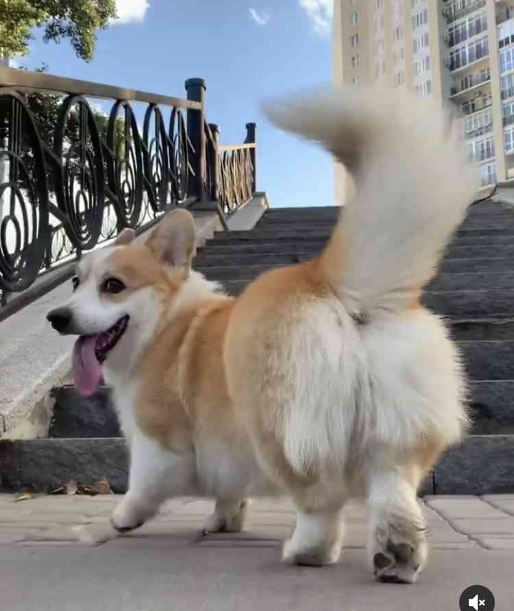コーギーを愛でるトピ