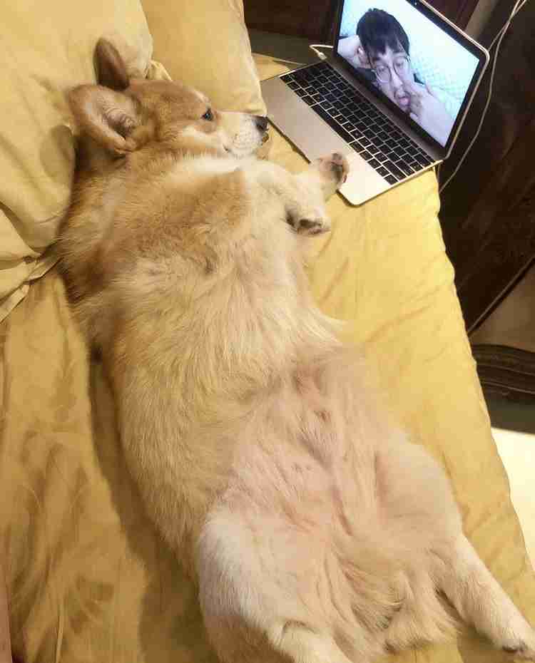 コーギーを愛でるトピ