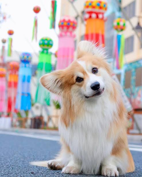コーギーを愛でるトピ