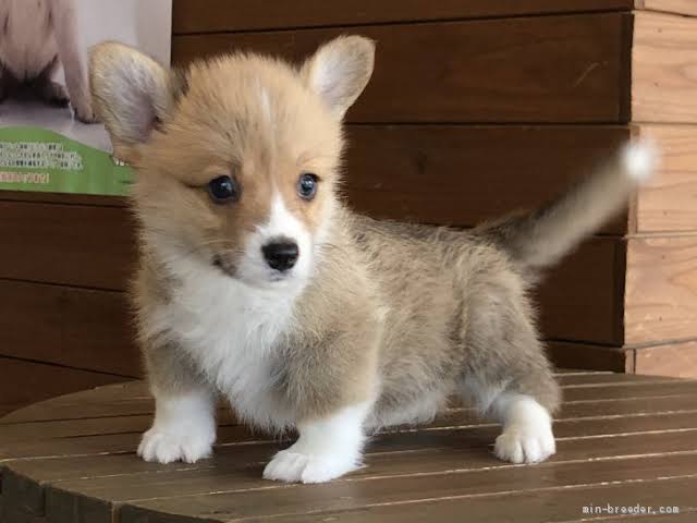 コーギーを愛でるトピ