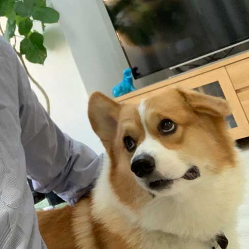 コーギーを愛でるトピ