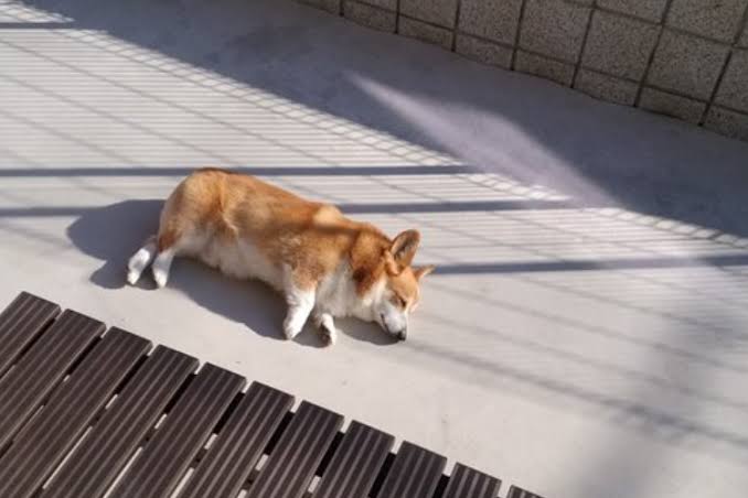 コーギーを愛でるトピ