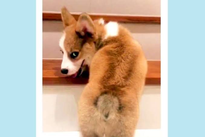 コーギーを愛でるトピ