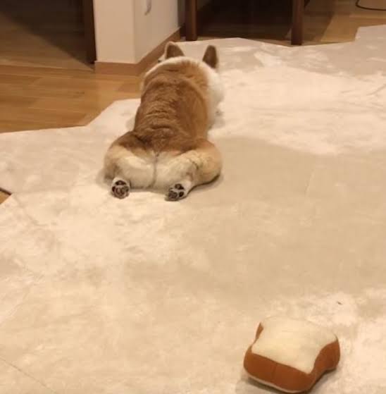 コーギーを愛でるトピ