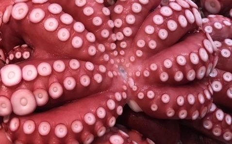 【閲覧注意】集合体好きな人パート4