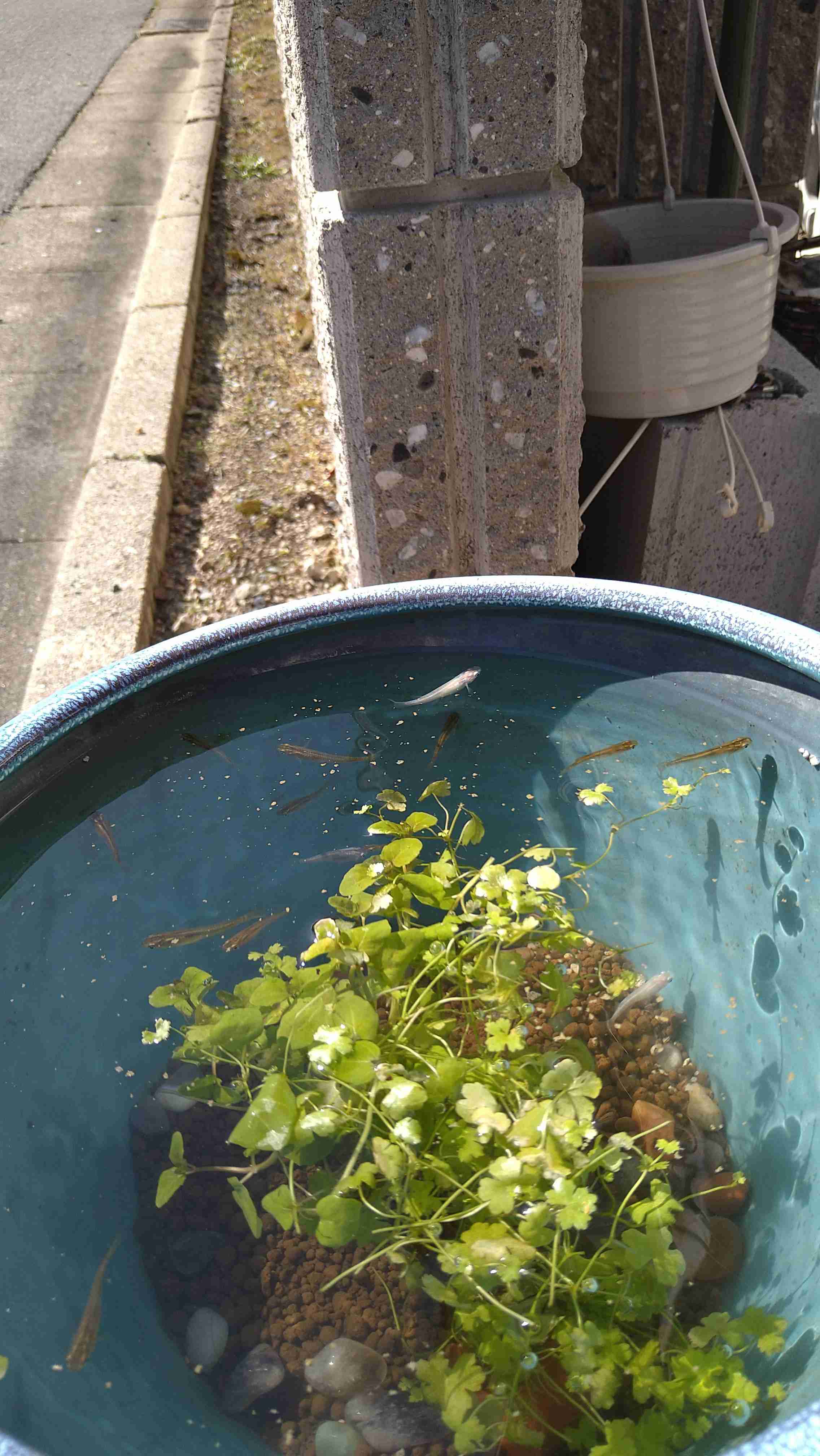 メダカ倶楽部　part9