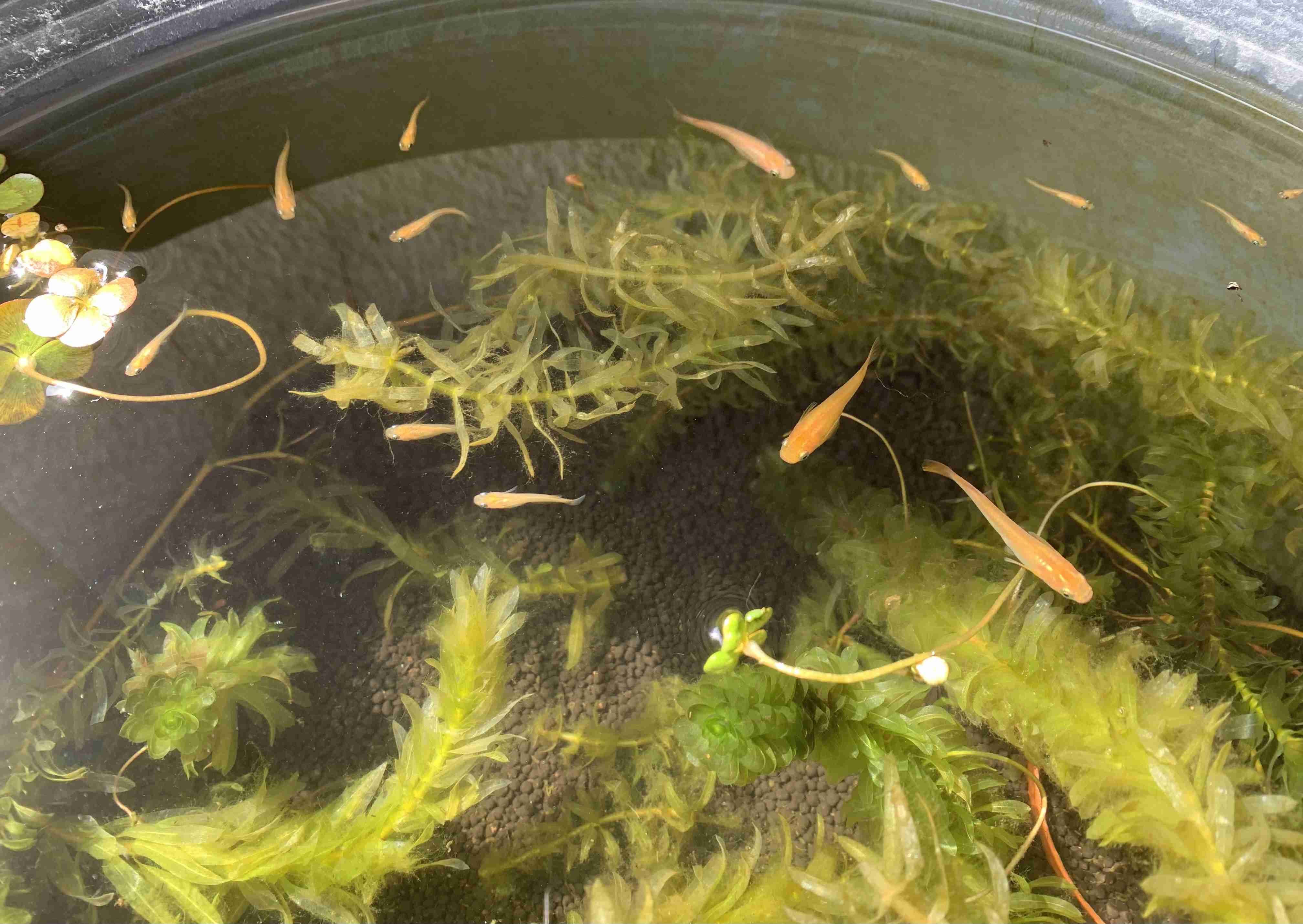 メダカ倶楽部　part9