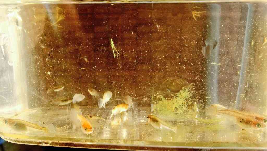 メダカ倶楽部　part9