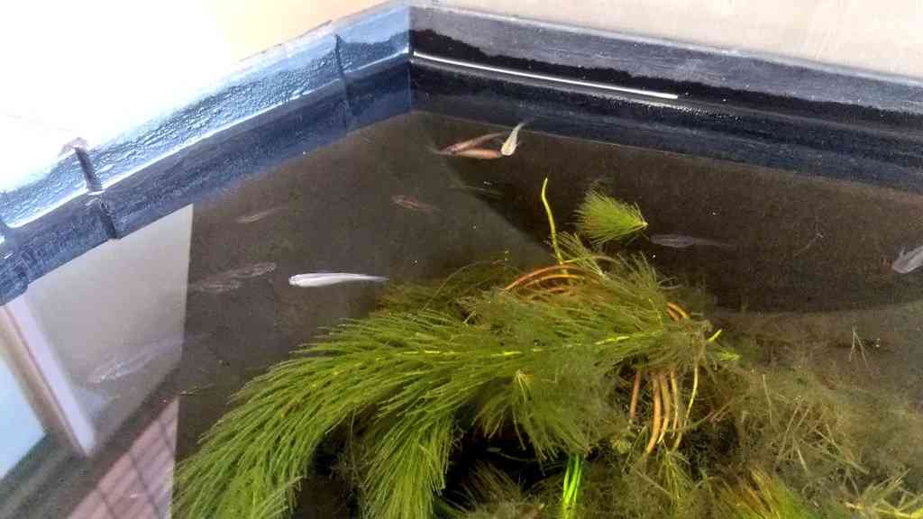 メダカ倶楽部　part9