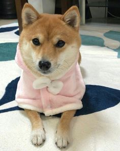 ペット飼育されてる皆さん、過保護ですか?