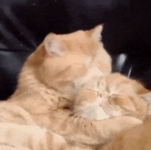 ペット飼育されてる皆さん、過保護ですか?