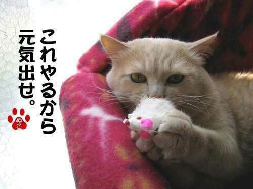 最近やらかしたことを書くと、誰かが励ましてくれるトピ
