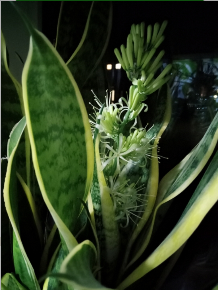 観葉植物　愛でる人で語りたい