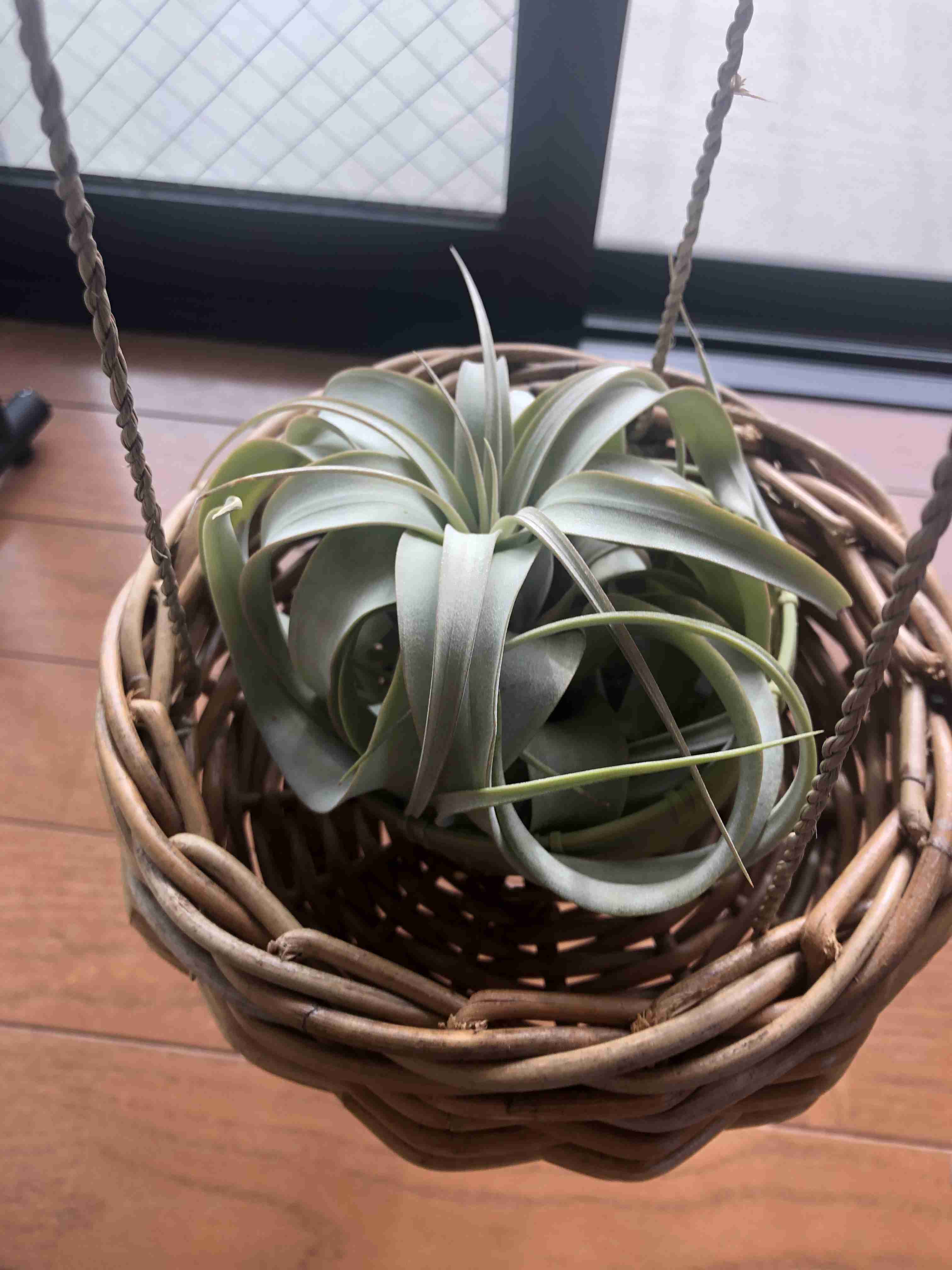 観葉植物　愛でる人で語りたい