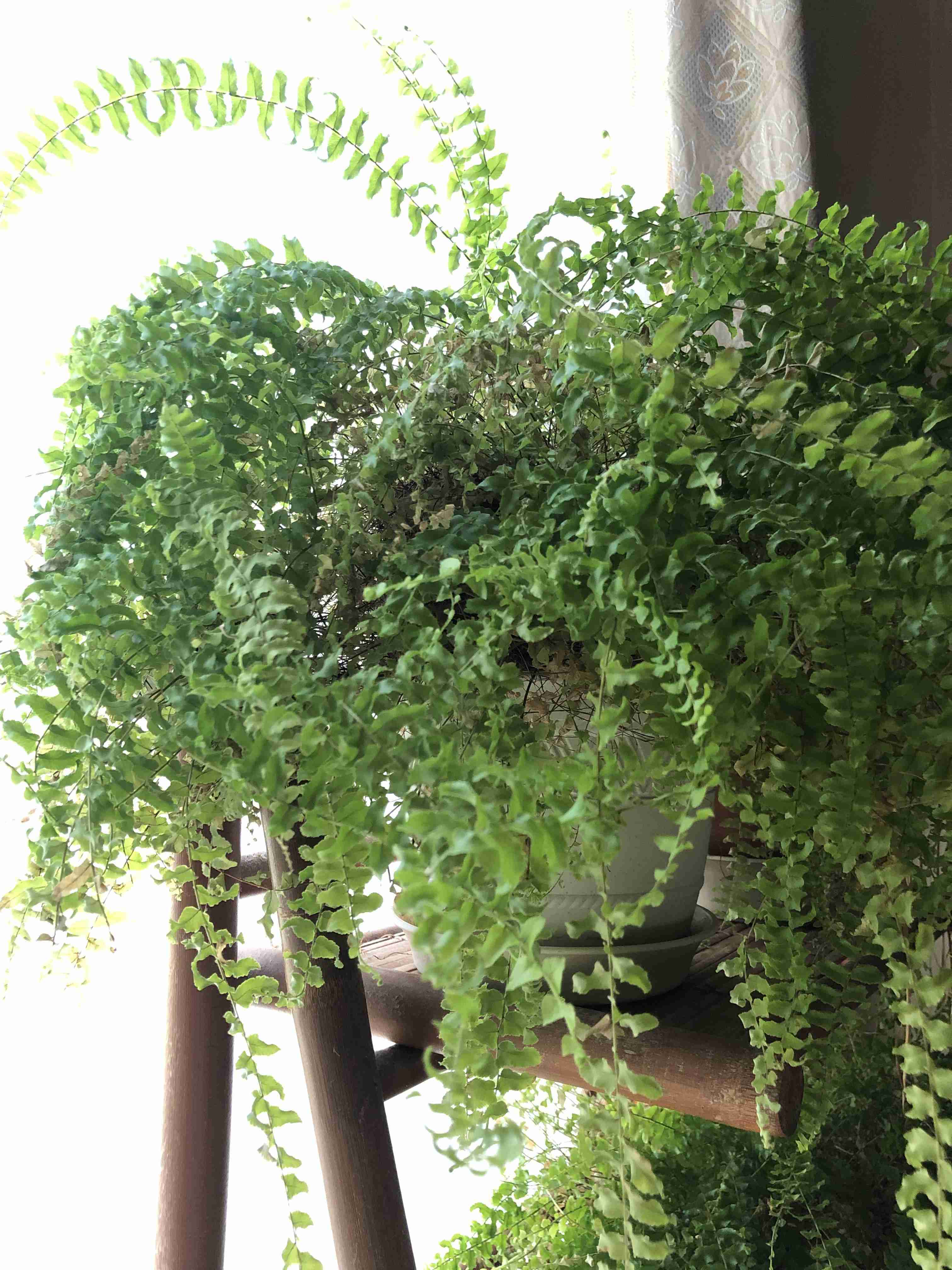 観葉植物　愛でる人で語りたい