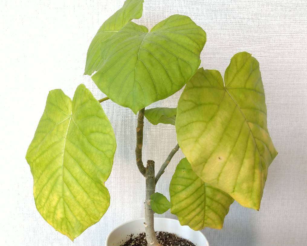 観葉植物　愛でる人で語りたい