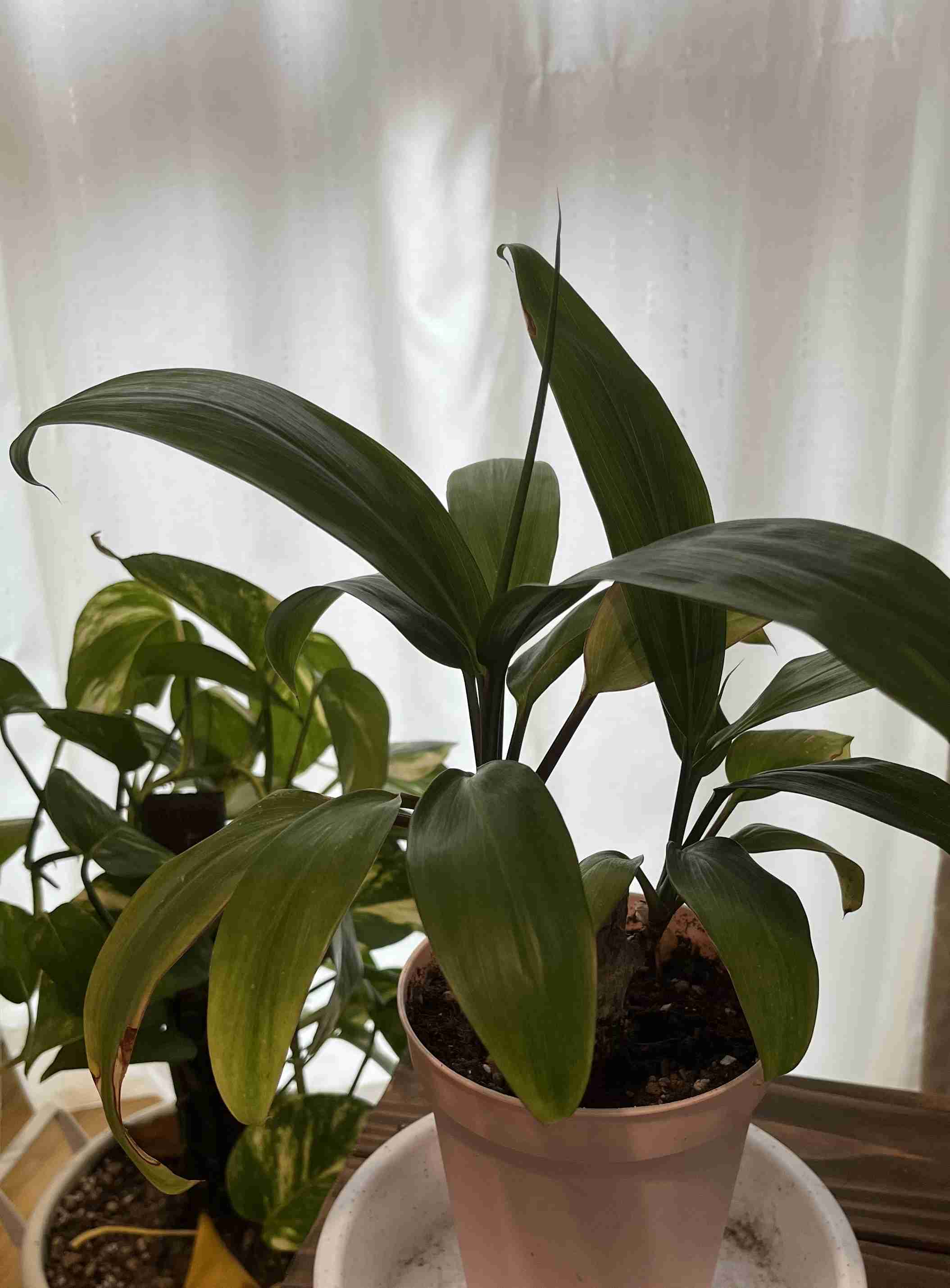 観葉植物　愛でる人で語りたい
