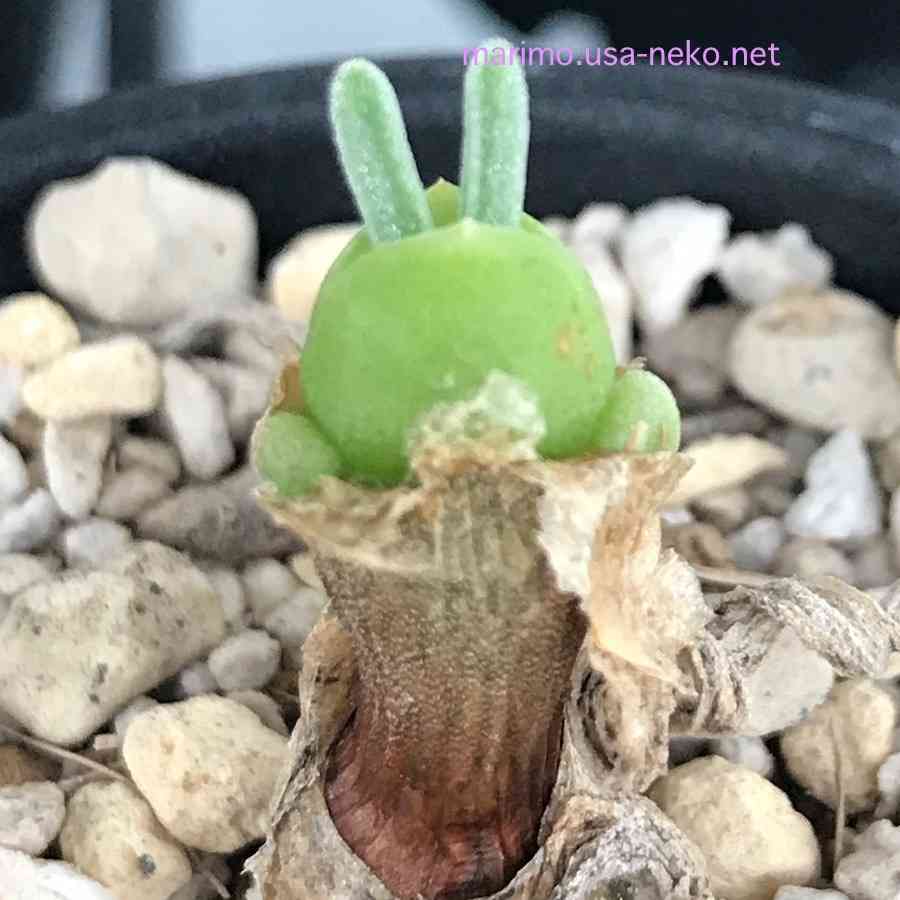観葉植物　愛でる人で語りたい