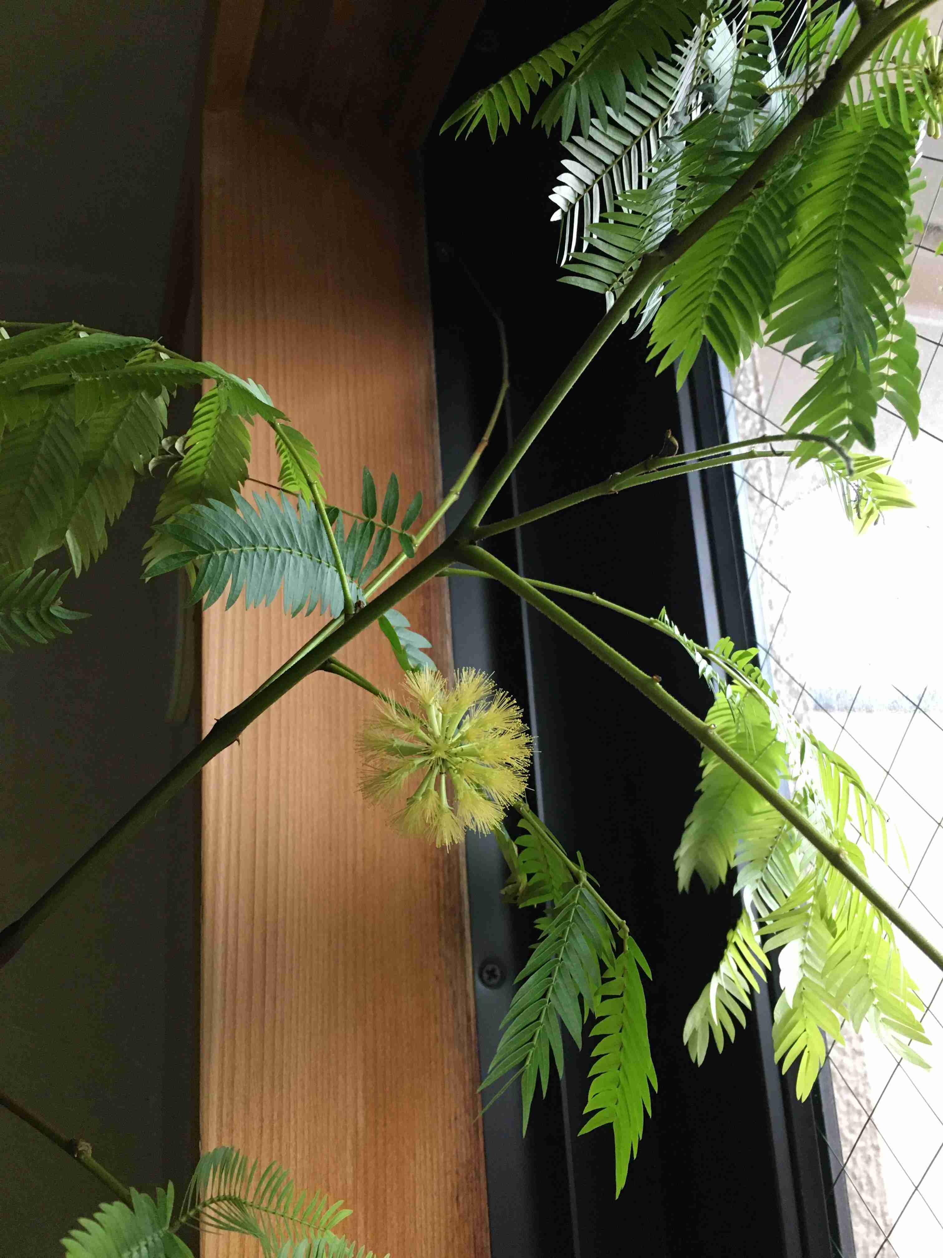 観葉植物　愛でる人で語りたい