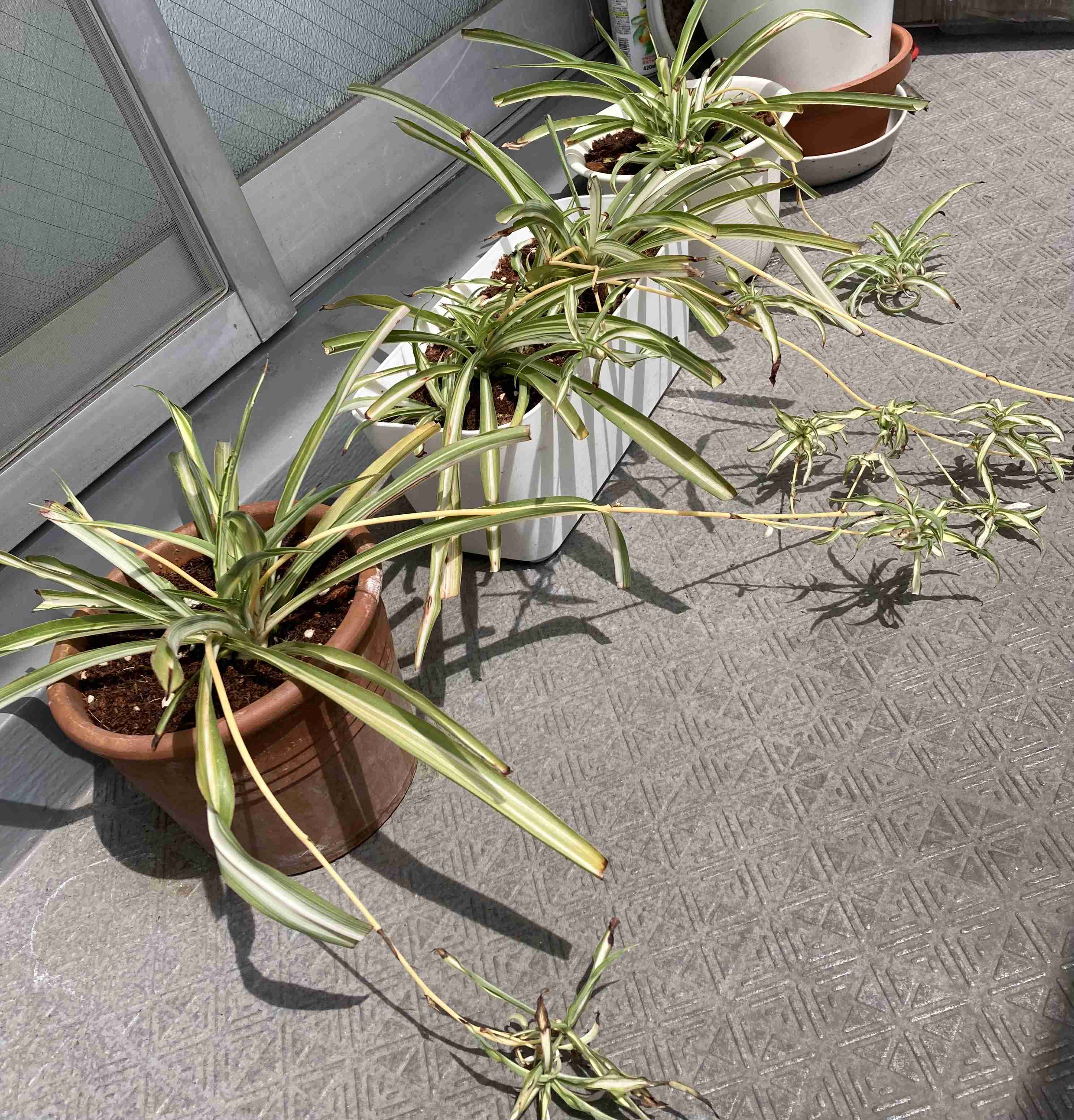 観葉植物　愛でる人で語りたい