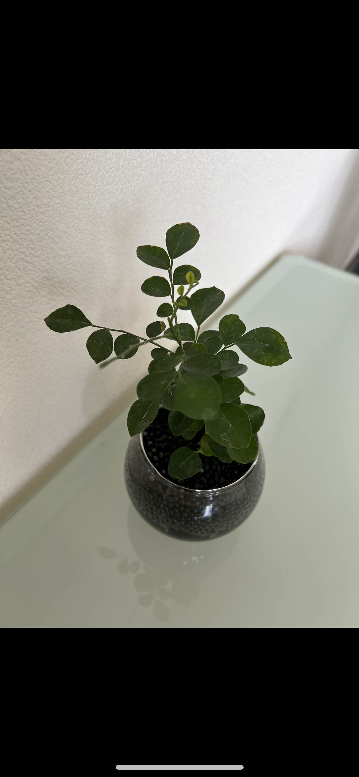 観葉植物　愛でる人で語りたい
