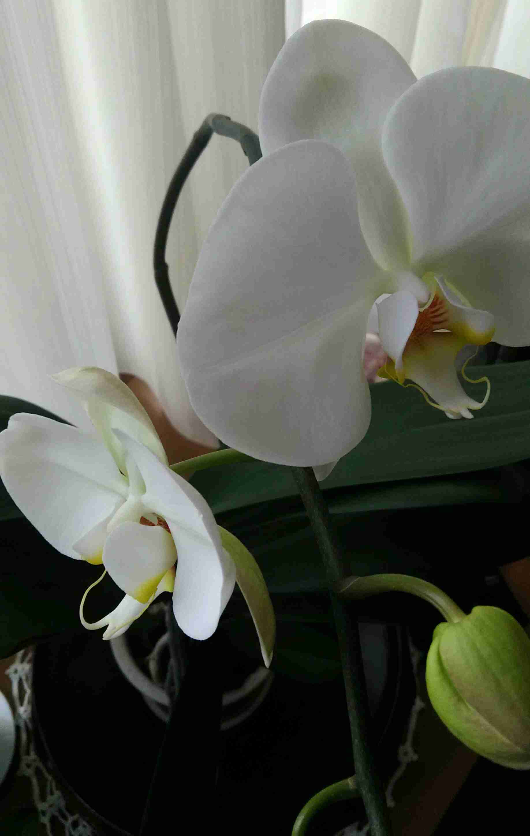 観葉植物　愛でる人で語りたい