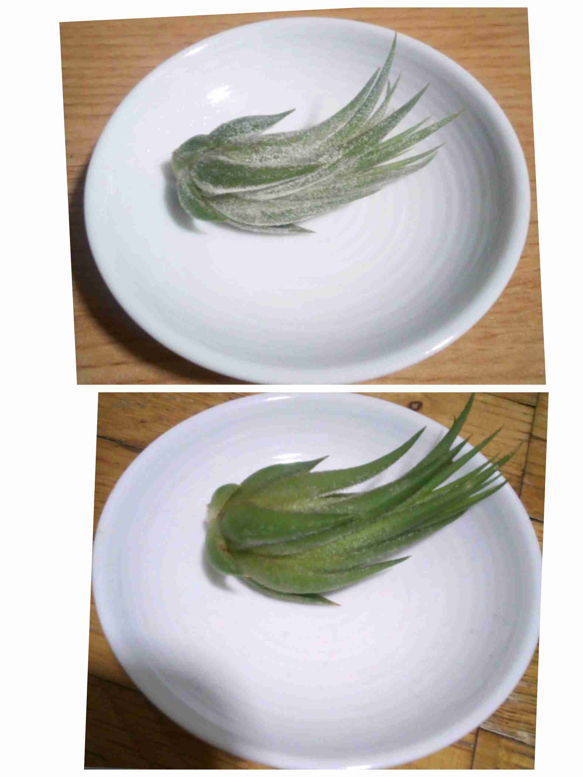 観葉植物　愛でる人で語りたい